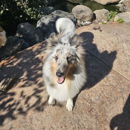 Raider of Snake River Shelties - Blue merle white and tan male Shetland Sheepdog puppy in Lewiston, Idaho from Snake River Shelties