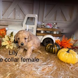 Lily - Red  female Goldendoodle puppy in North Branch, Michigan from Graceful Miniature Goldendoodles