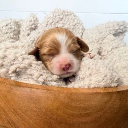 Ginger - Red and white female Cockapoo puppy in Preston, Idaho from Rocking JH Pup Co