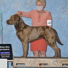 Tequila - Chesapeake Bay Retriever