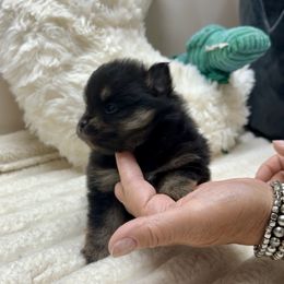 5wks AKC Black and Tan girl - Black and tan female Pomeranian puppy in Madison, Ohio from PawSitive Therapy Pomeranians