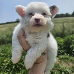 Lemoncello - Gray and white female American Corgi puppy in Bland, Missouri from Shadey Lane Corgis