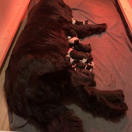 Newfoundland Puppies from O’s Ranch Newfoundland’s