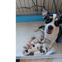 Chihuahua Puppies from Dauntless Chihuahuas