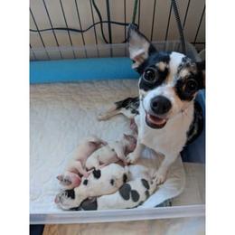 Chihuahua Puppies from Dauntless Chihuahuas