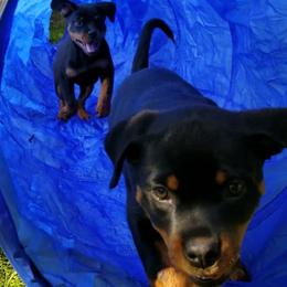 Rottweiler Puppies from Premier Rottweilers
