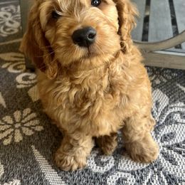 Goldendoodle Puppies from az_doodlesoflove