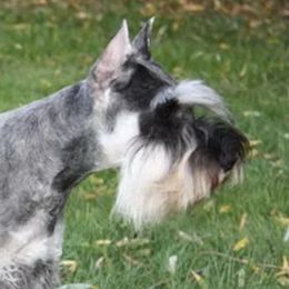 Gigolette - Miniature Schnauzer