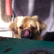 Tibetan Spaniel All Grown Up from Bandor Tibetans