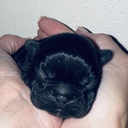 Sweet Pickle - Brindle and white female French Bulldog puppy in Tampa Bay, Florida from Woodpecker Ridge Pups