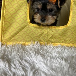 Yorkshire Terrier Puppies from Pretty Little Yorkies