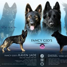 German Shepherd puppies from Fancy GSDs