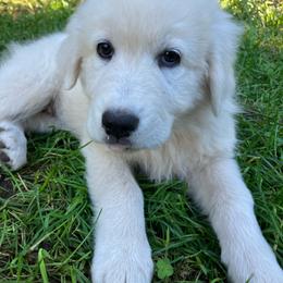 Stara - pink collar girl - White female Maremma Sheepdog puppy in Kalamazoo, Michigan from Wild at Farm