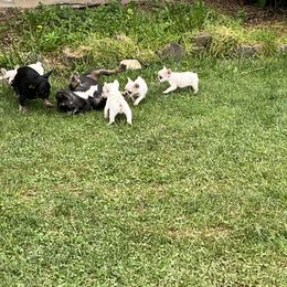 French Bulldog and Rottweiler Puppies from MBArotties_frenchies