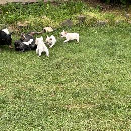 French Bulldog and Rottweiler Puppies from MBArotties_frenchies