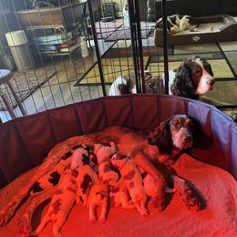 English Springer Spaniel and Springerdoodle Puppies from Springerdoodles In MI