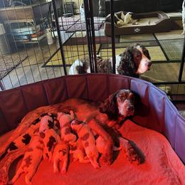 English Springer Spaniel and Springerdoodle Puppies from Springerdoodles In MI