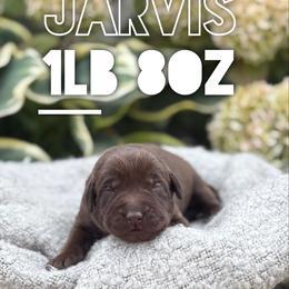 Jarvis - Chocolate male Labrador Retriever puppy in Puyallup, Washington from 12 Door Farm Labradors