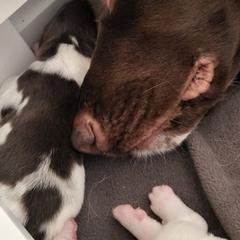 Kleine Munsterlander Puppies from Prairie State Kennel