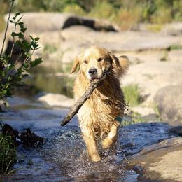 Golden Retrievers and Pembroke Welsh Corgis from Silver Myst Acres