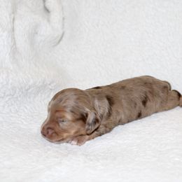 Cocoa - Dapple female Dachshund puppy in Fairfax, Iowa from Grayson’s Lovable Dachshunds
