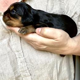 Cavalier King Charles Spaniel Puppies from Team Turner Cavalier King Charles Spaniels