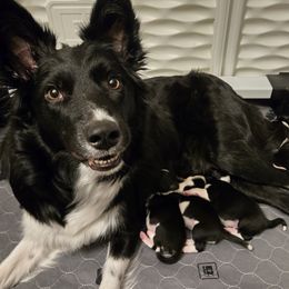 Border Collie and Golden Retriever Puppies from Sona Kennels