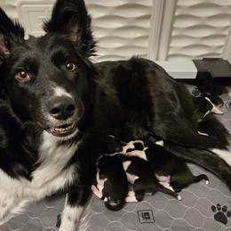 Border Collie and Golden Retriever Puppies from Sona Kennels