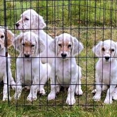 English Setters from Bel Canto Setters