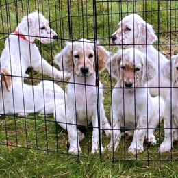 English Setters from Bel Canto Setters