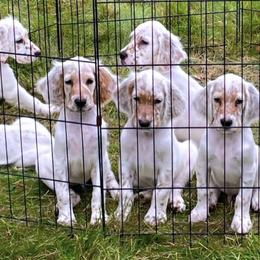 English Setters from Bel Canto Setters