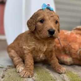 Beacon - Red  female Goldendoodle puppy in Camden, North Carolina from Oopsie Doodles of NC