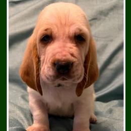 Green collar Male - Red and white male Basset Hound puppy in Columbia, South Carolina from Pawmetto Hounds