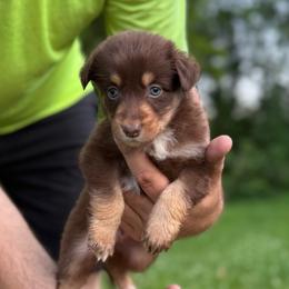 Baker - Red tri-color male Australian Shepherd puppy in Altmar, New York from E&C Australian Shepherds