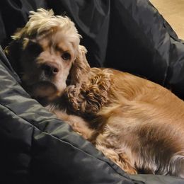 Frankie - Cocker Spaniel