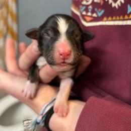 Ringo - Black tri male Miniature Australian Shepherd puppy in North Lakeport, California from Wild Rose Ranch