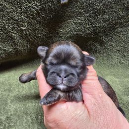 Girl 3 - Brindle female Shih Tzu puppy in Mountain Grove, Missouri from Precious Puppies