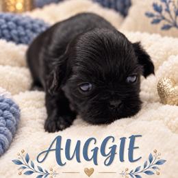 August 'Auggie' - Black male Shih Tzu puppy in Montgomery, Texas from Furbourne Farm