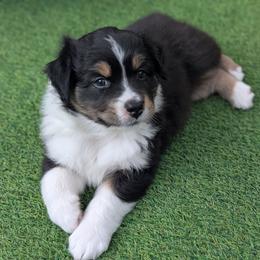 Cannonball - Black tri-color male Australian Shepherd puppy in Rhode Island from Ocean Cliff Aussies