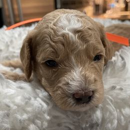 Goldendoodle Puppies from Angel’s Goldendoodle Pups