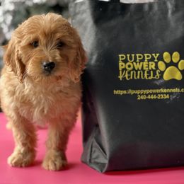 Cockapoo and Goldendoodle Puppies from Puppy Power Kennels