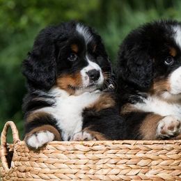 Bernese Mountain Dogs from Lavender Hill Bernese