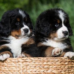 Bernese Mountain Dogs from Lavender Hill Bernese