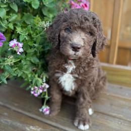 Wish - Brown and white female Saint Berdoodle puppy in Chicago, Illinois from Gentle Giant Saint Berdoodles