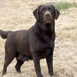 Phoebe - Labrador Retriever