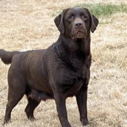 Phoebe - Labrador Retriever