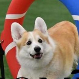 Pembroke Welsh Corgis from Emerald Hill Pembroke Welsh Corgis
