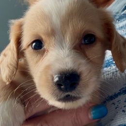 Frosty - Cream male Dachshund puppy in Vero Beach, Florida from Joseph’s Dachshunds