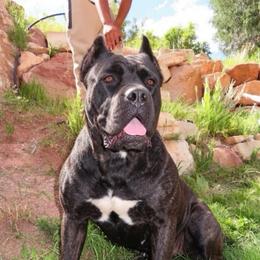 Knox - Cane Corso