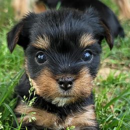 Miniature Schnauzers and Yorkshire Terriers from Utterly Precious Puppies